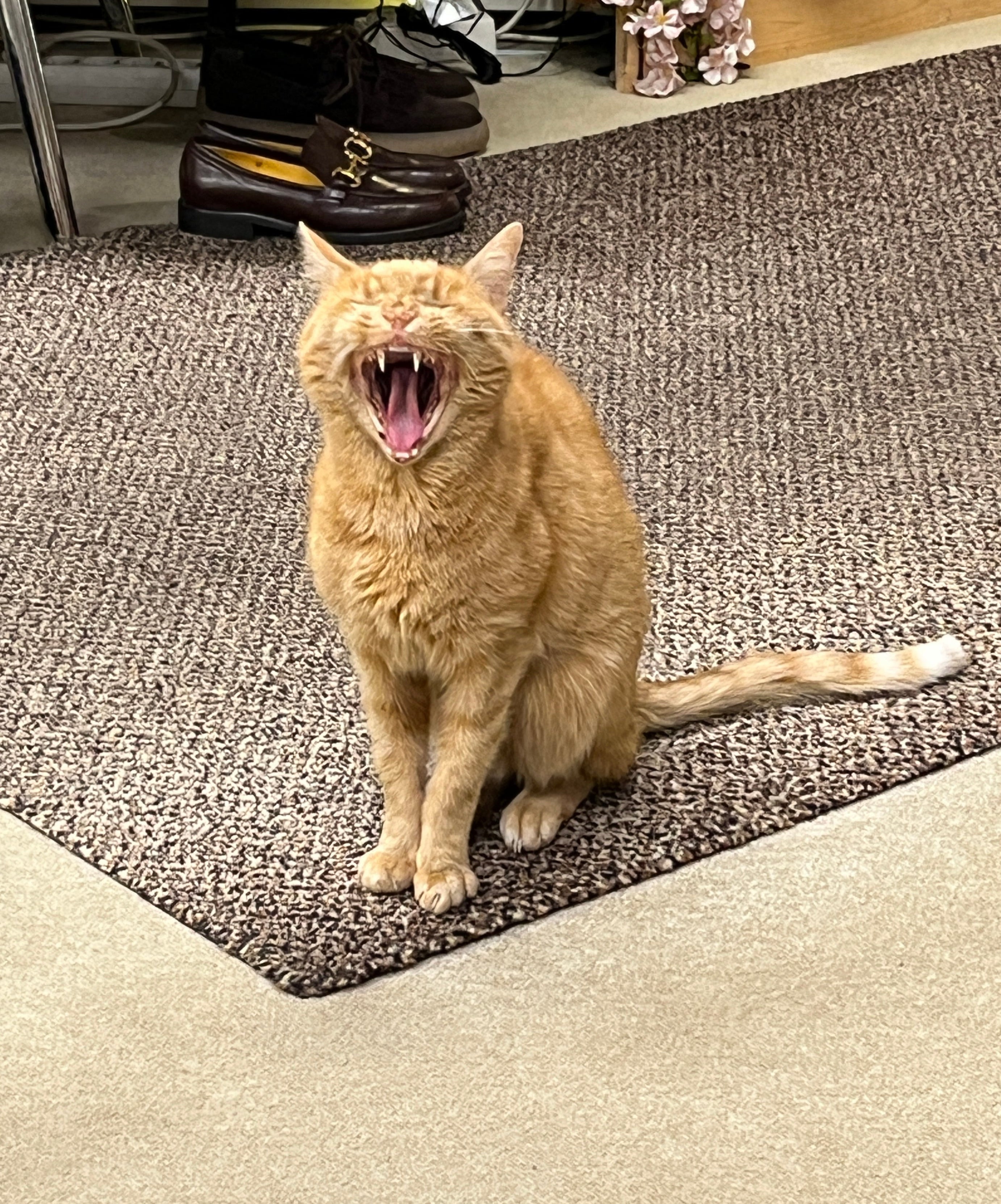 Langer Damenmantel aus Lammfell in Beige - Tessa Damen Mantel Benedetta Novi 